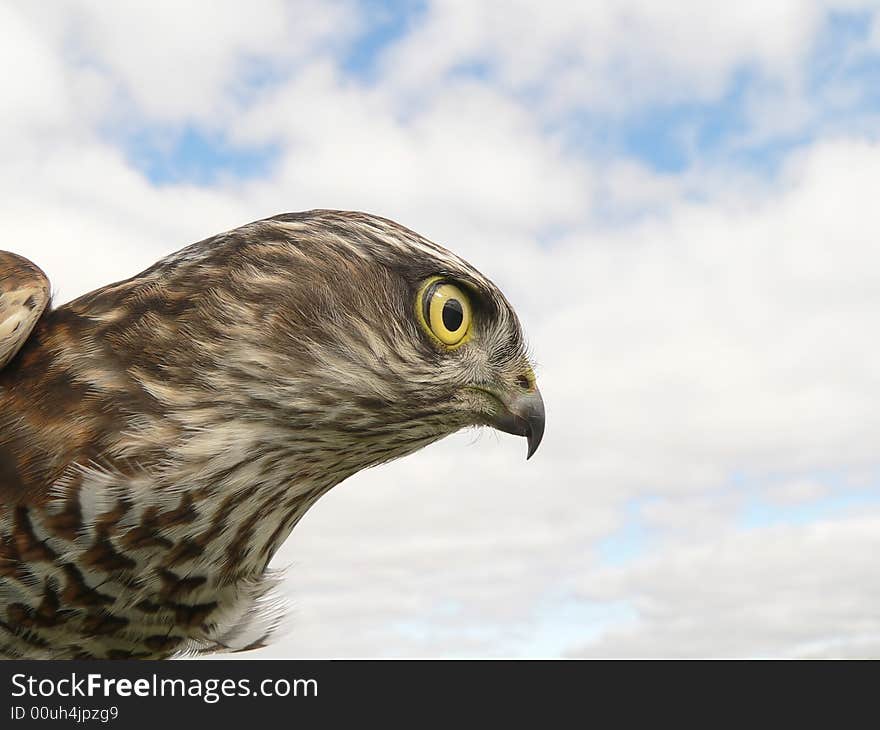 The sparrow-hawk (Accipiter nisus) on a sky background.