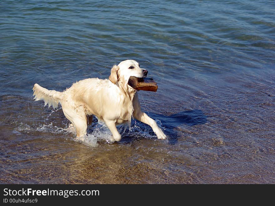 Golden retriever holding the wooden piece. Golden retriever holding the wooden piece