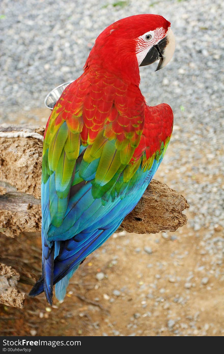 Multi-colored parrot