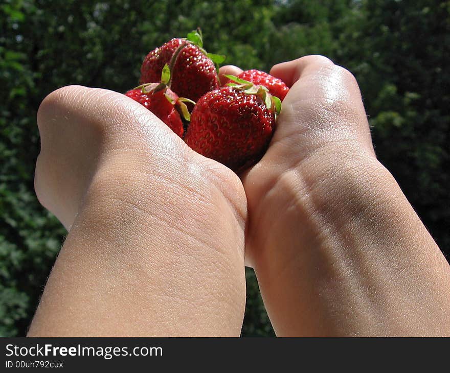 Strawberries are in child's hands, lighted up a sun, on a green background, isolated