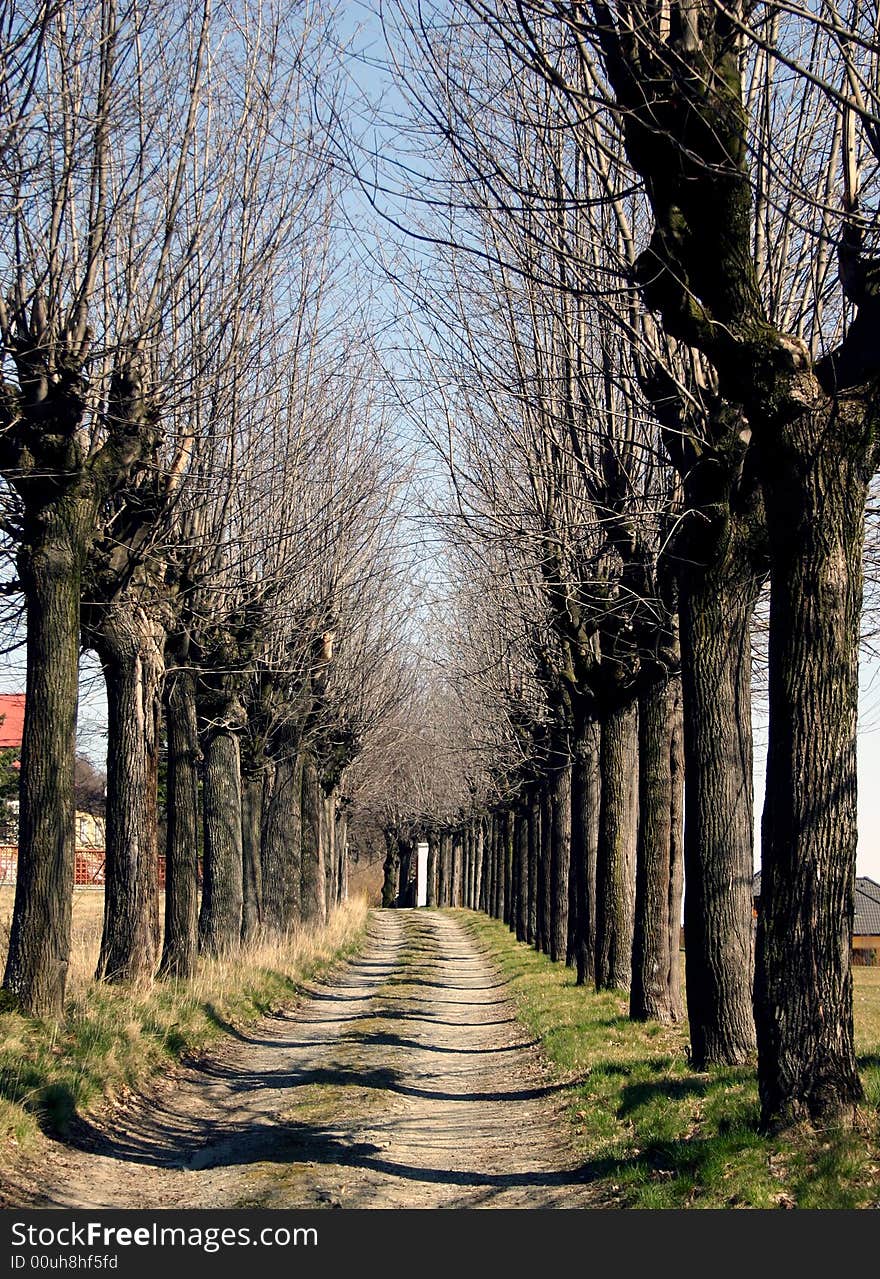 Line of trees about a way in spring sunny weather