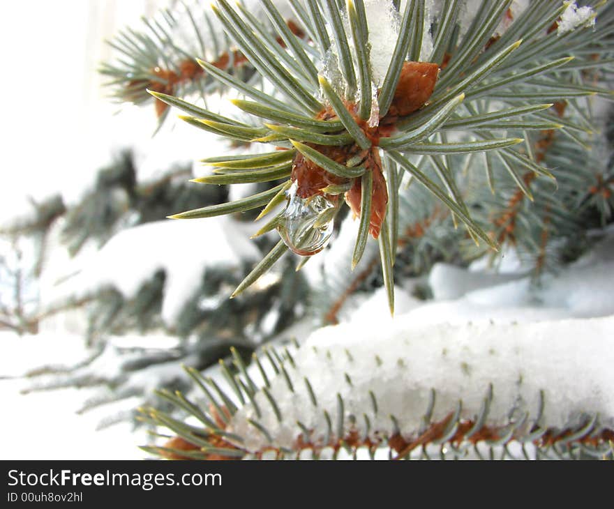 Melting snow water drops on fir-tree needles. Melting snow water drops on fir-tree needles