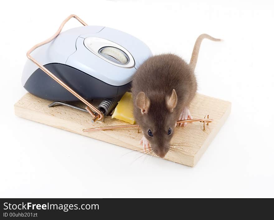 A mouse used his computer sibling to get to the cheese. A mouse used his computer sibling to get to the cheese