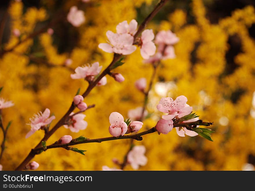 Cherry flower and yellow jasmine blossom in spring