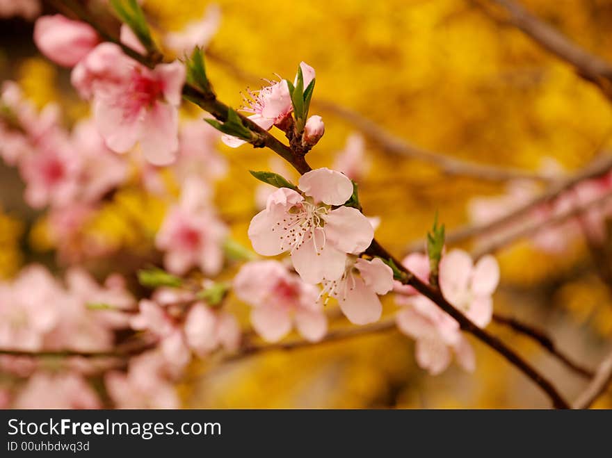 Cherry flower and yellow jasmine blossom in spring. Cherry flower and yellow jasmine blossom in spring