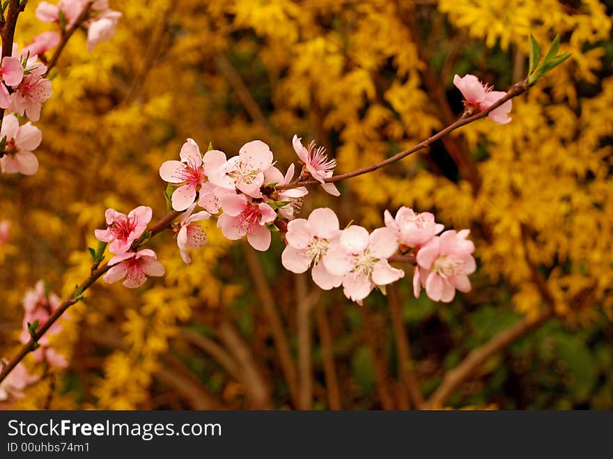 Cherry flower and yellow jasmine blossom in spring