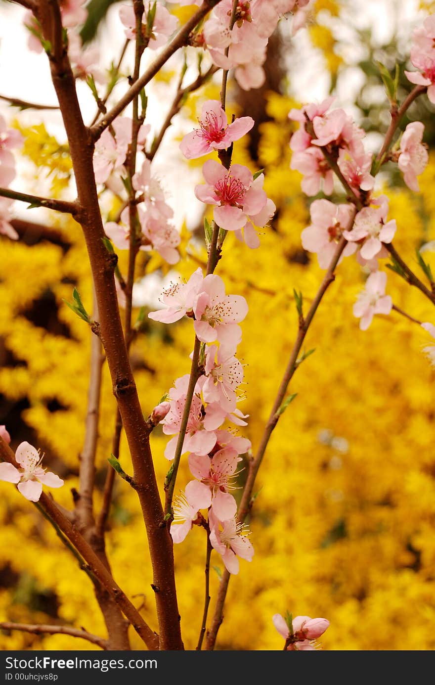 Cherry flower and yellow jasmine blossom in spring