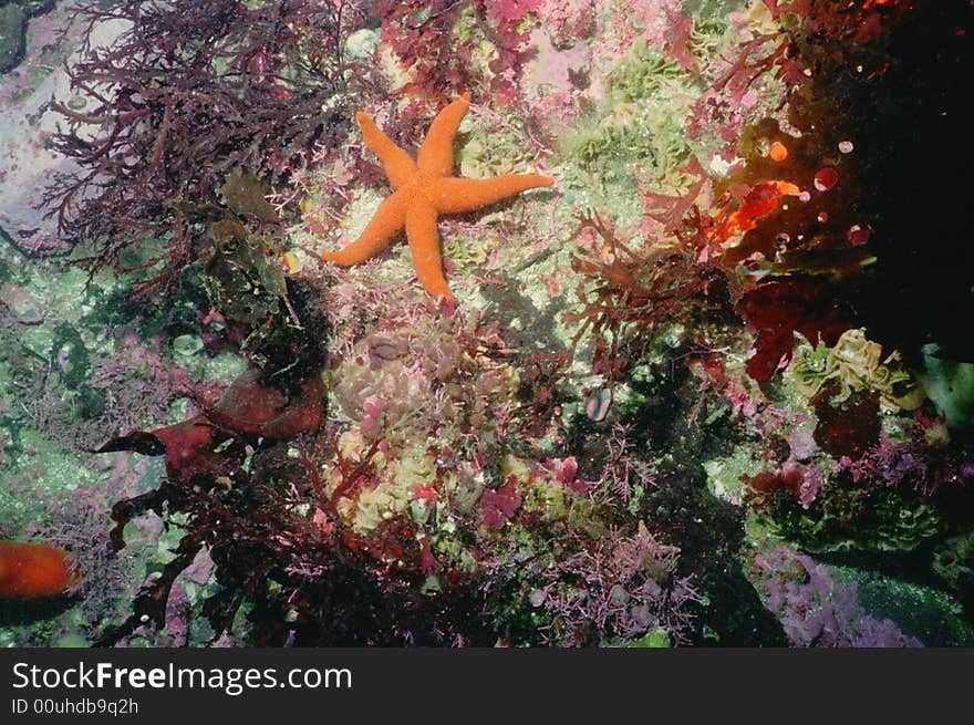 Underwater life of Kuril islands