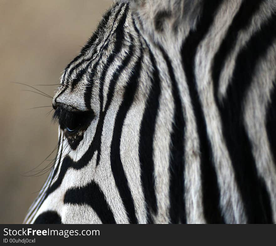 Zebra