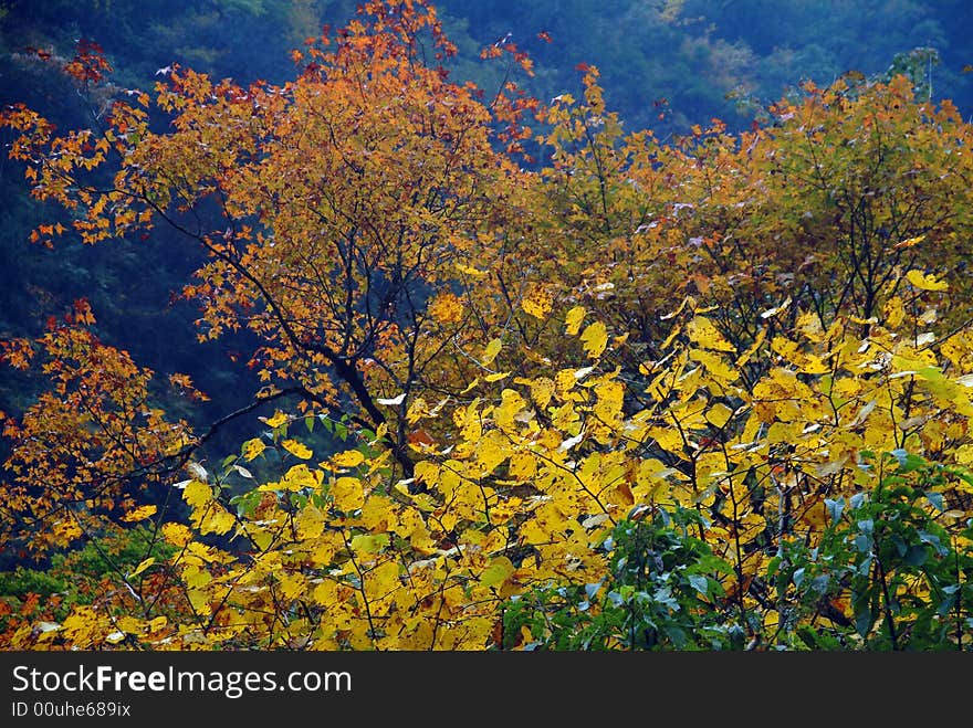 Hill Leaves Red All Over