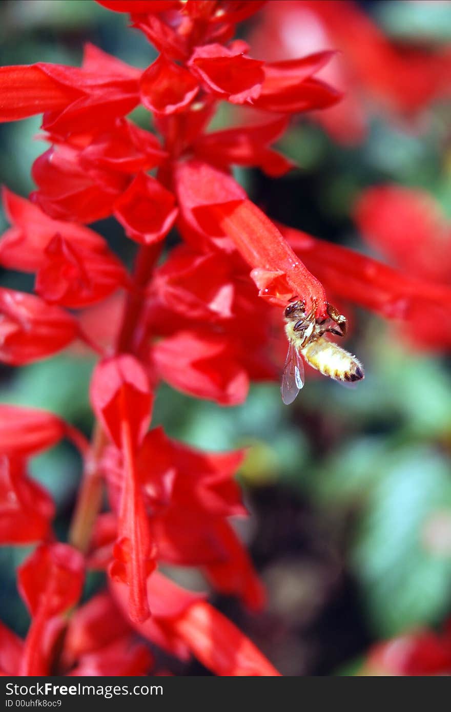 Red Flower with Bee