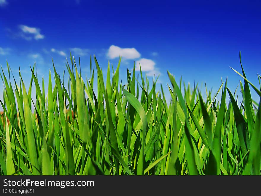 Green wheat under the sky. Green wheat under the sky