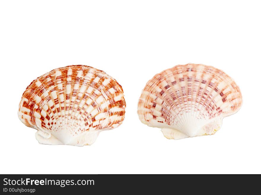 Two seashells