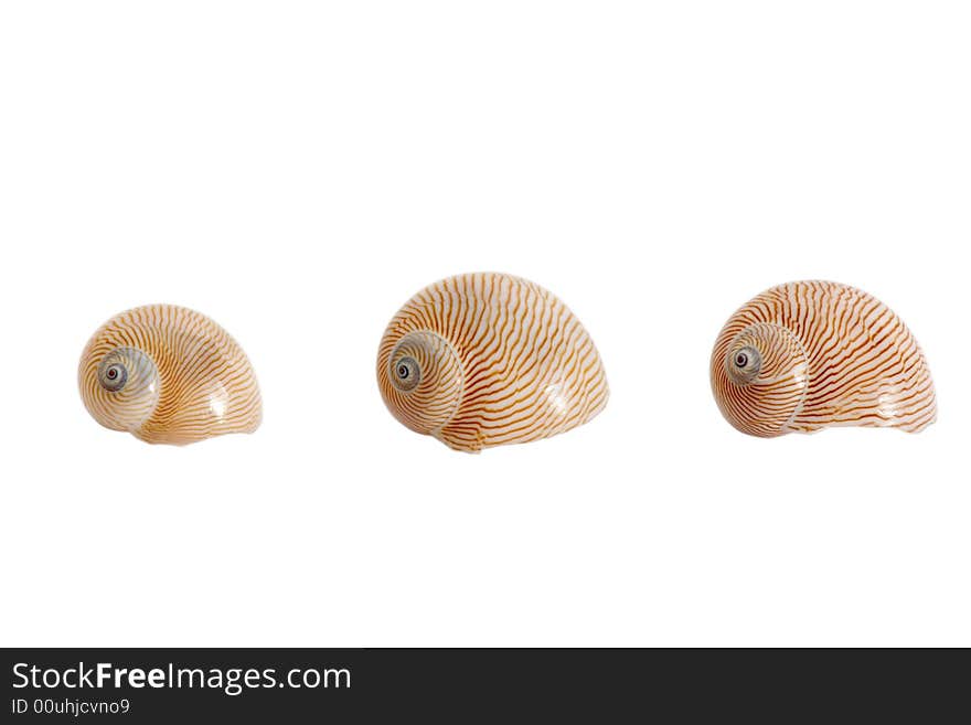 An image of isolated seashells