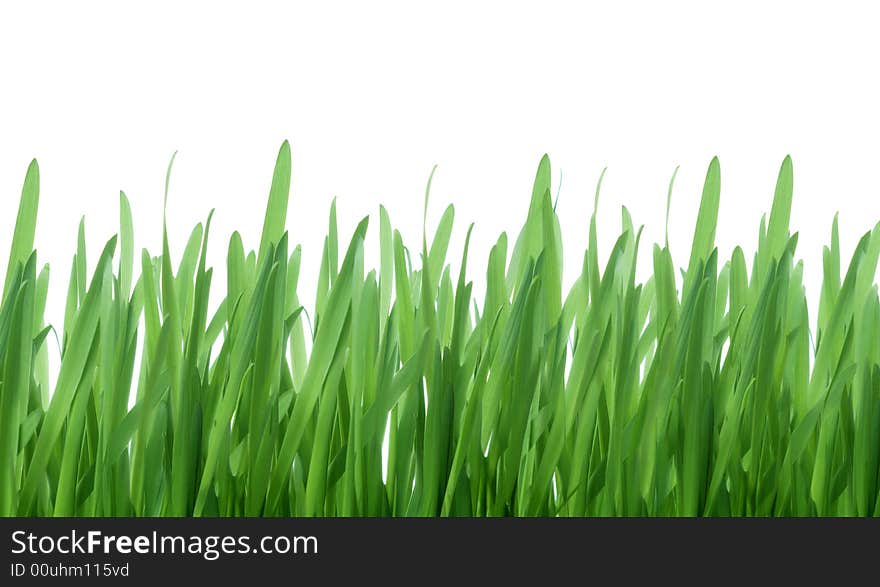 Green grass isolated on white