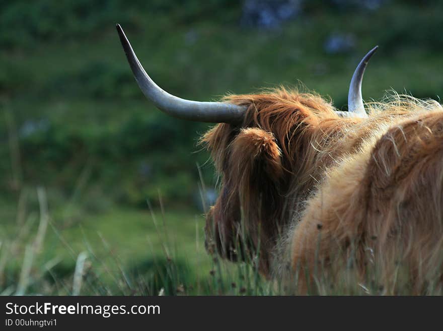 Close up photo with scottish bull. Close up photo with scottish bull