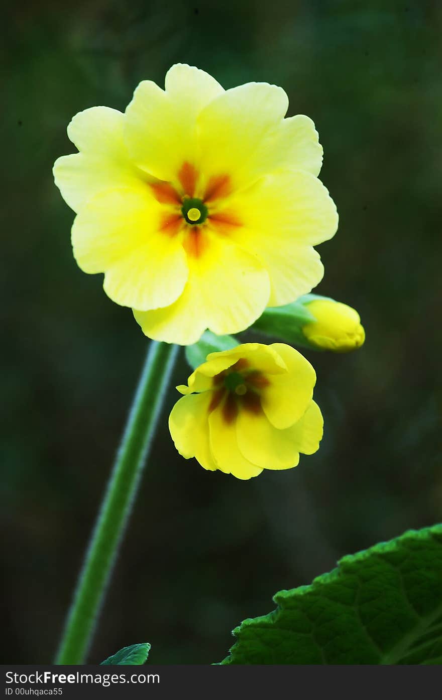 Yellow flowers