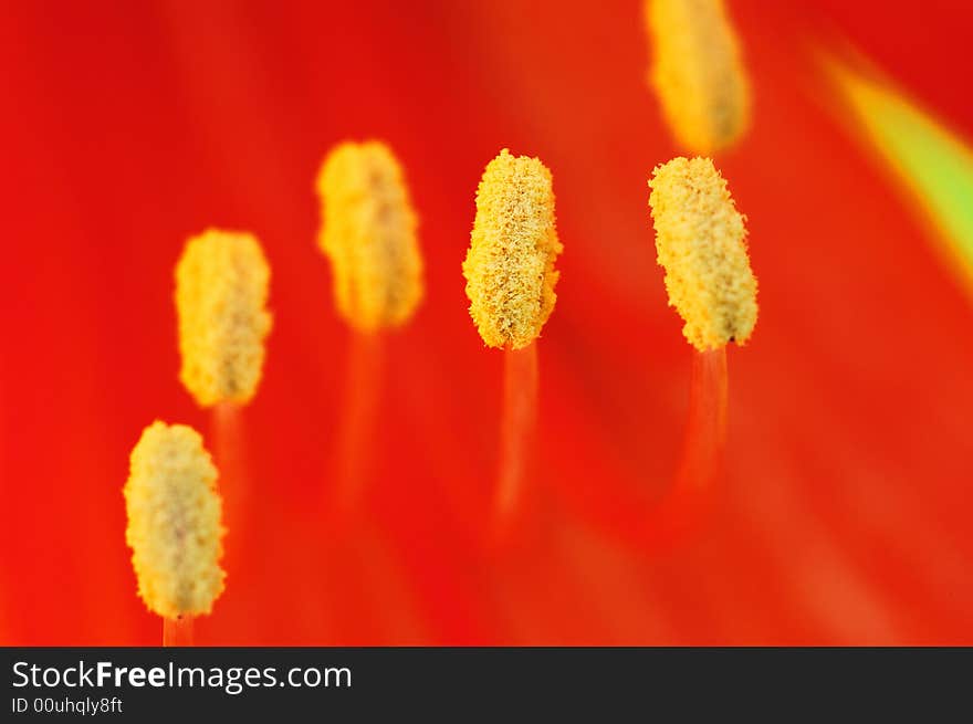 Close-up shooting of stamens of red flower