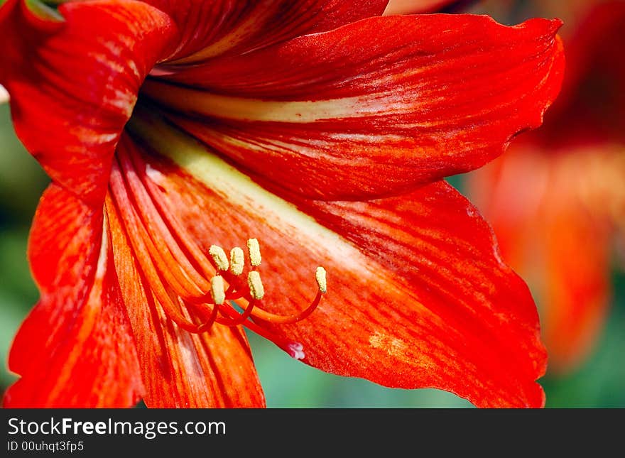 Flower and stamens