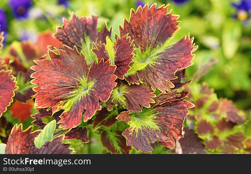 Color leaves