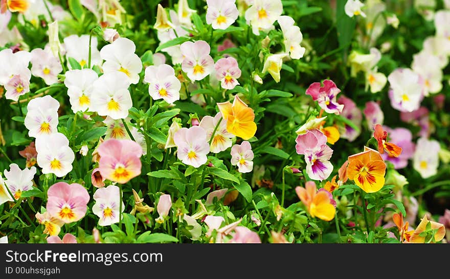 The polychrome pansy in the park. for background