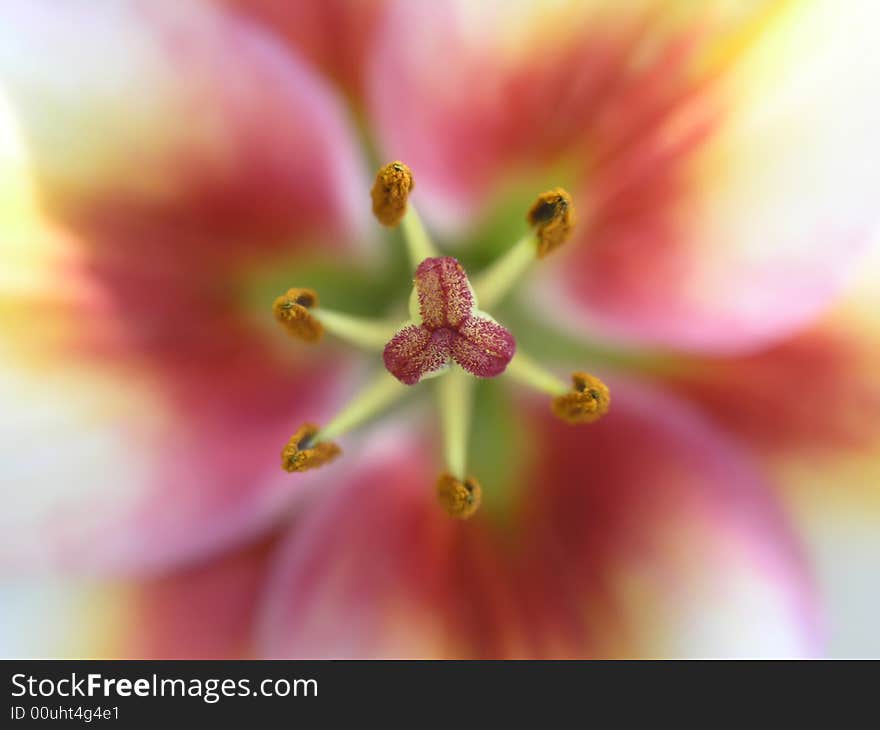 Flower lily in macro in the evening