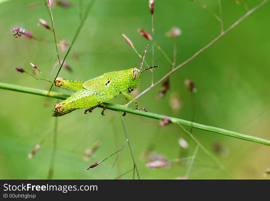 Grasshopper nymphae