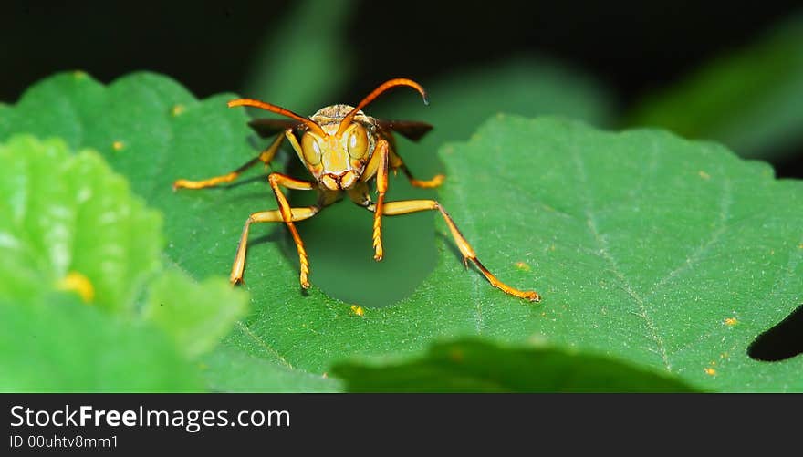 Close-up shooting of the Killer bee on leaf.