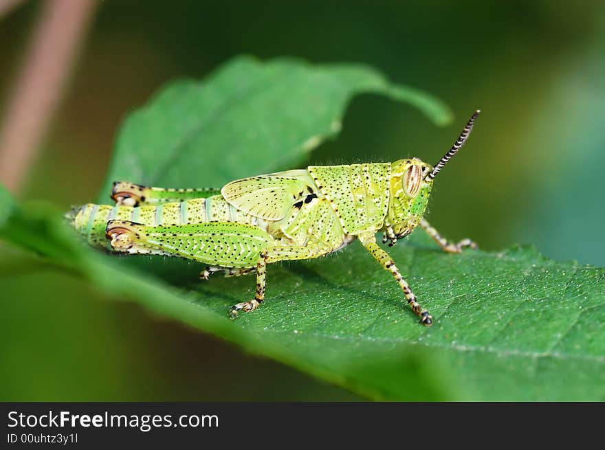 Close-up image of grasshopper nymphae isolated on the leafs.