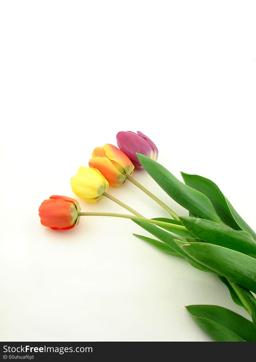 Red, violet and yellow tulips, isolated on white background. Red, violet and yellow tulips, isolated on white background.