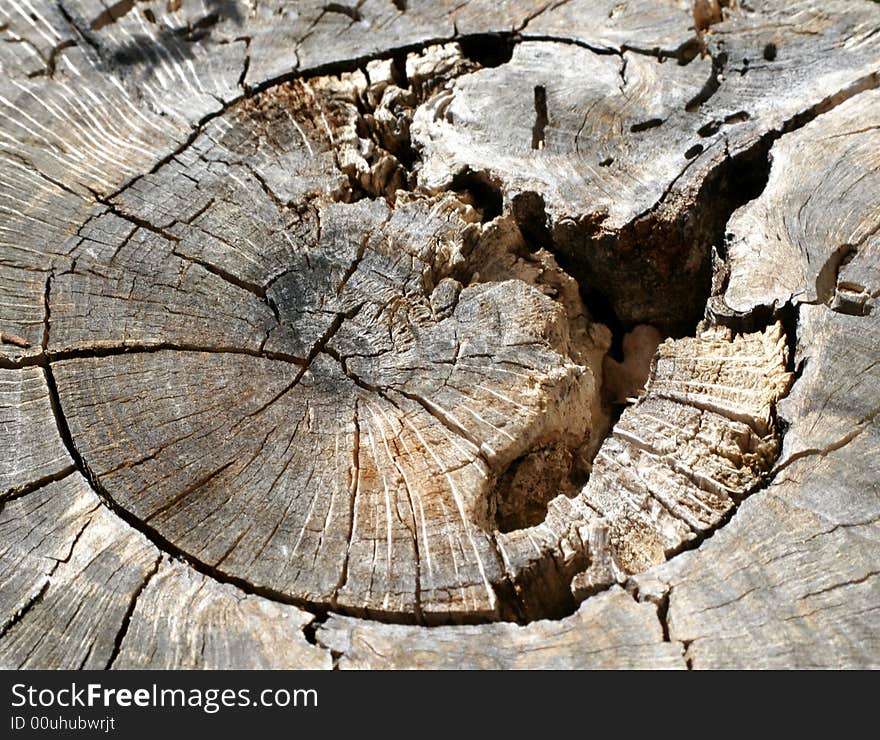 Wild trunk with old circle