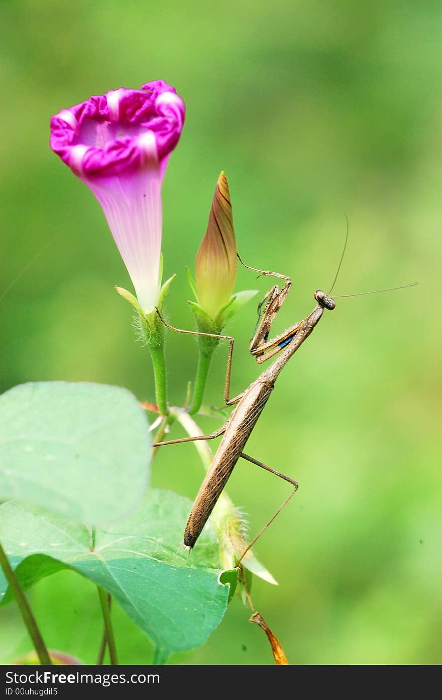 A mantis is perched on morning glory in green background.