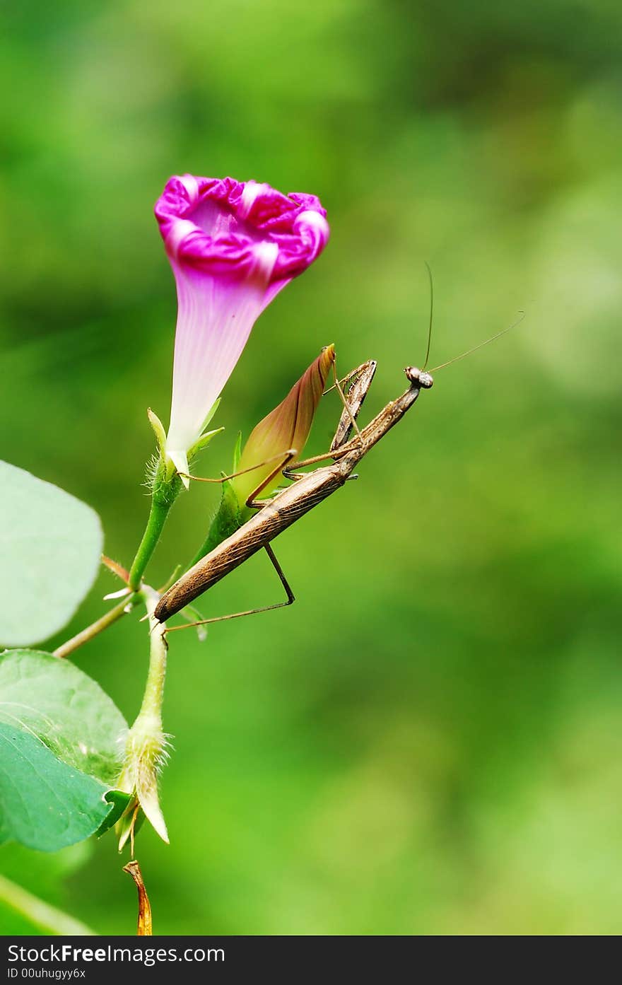 A brown mantis is perched on morning glory in green background. A brown mantis is perched on morning glory in green background.