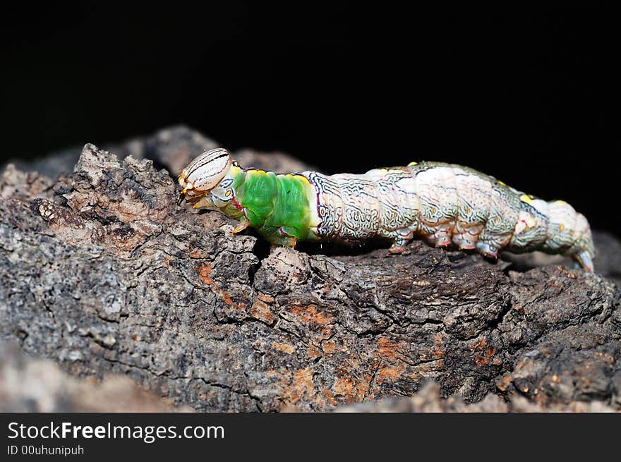 A close-up image of a larva on a plant. in black background.