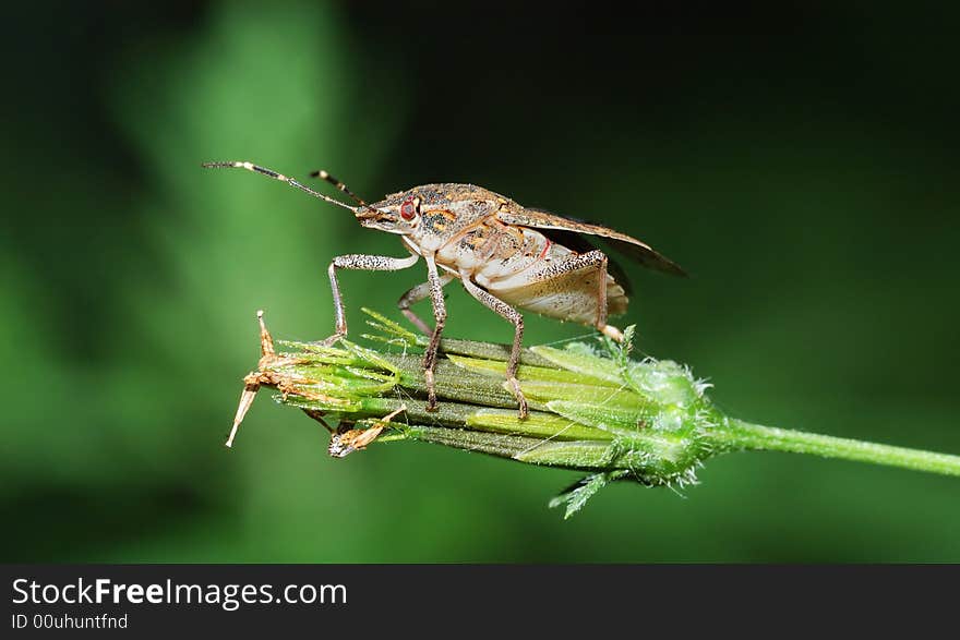 Stinkbug