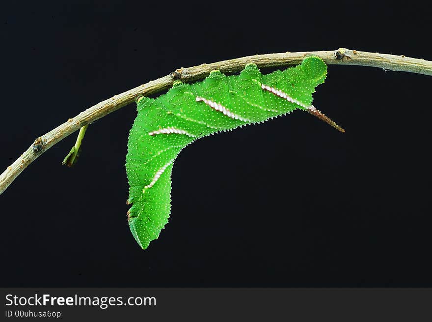 A close-up of a hawkmoth larva on a plant. in black background. A close-up of a hawkmoth larva on a plant. in black background.