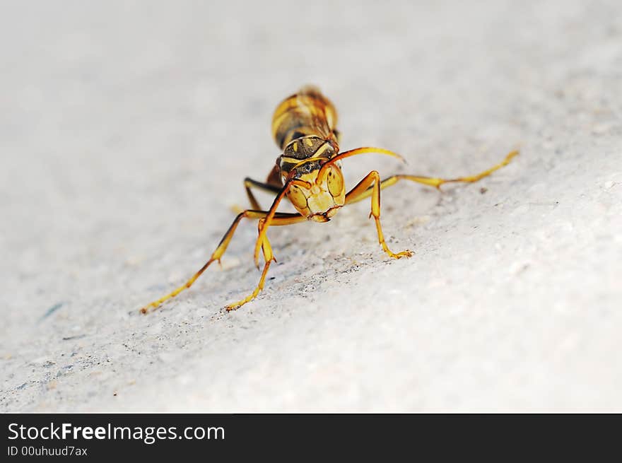 Close-up shooting of the wasp on the ground。