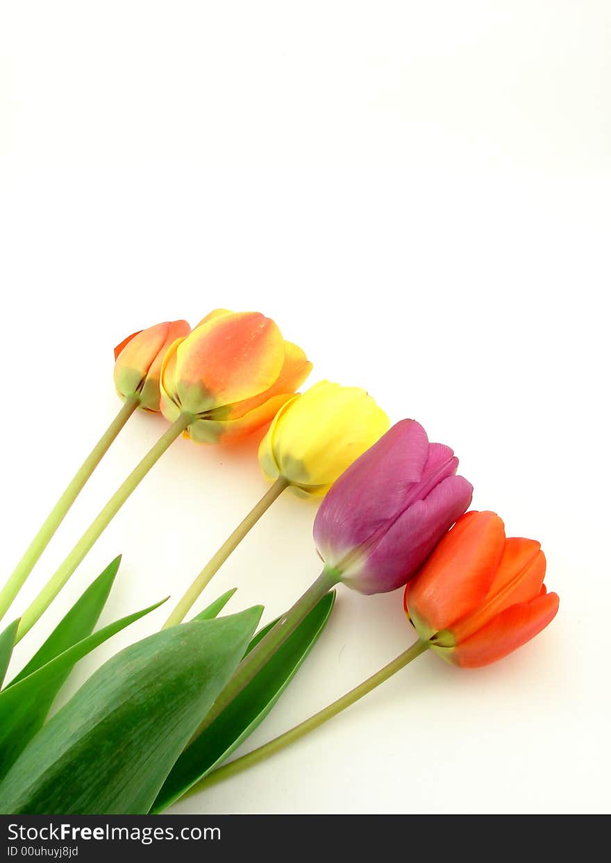 Red, yellow and violet tulips, isolated on white background. Red, yellow and violet tulips, isolated on white background.