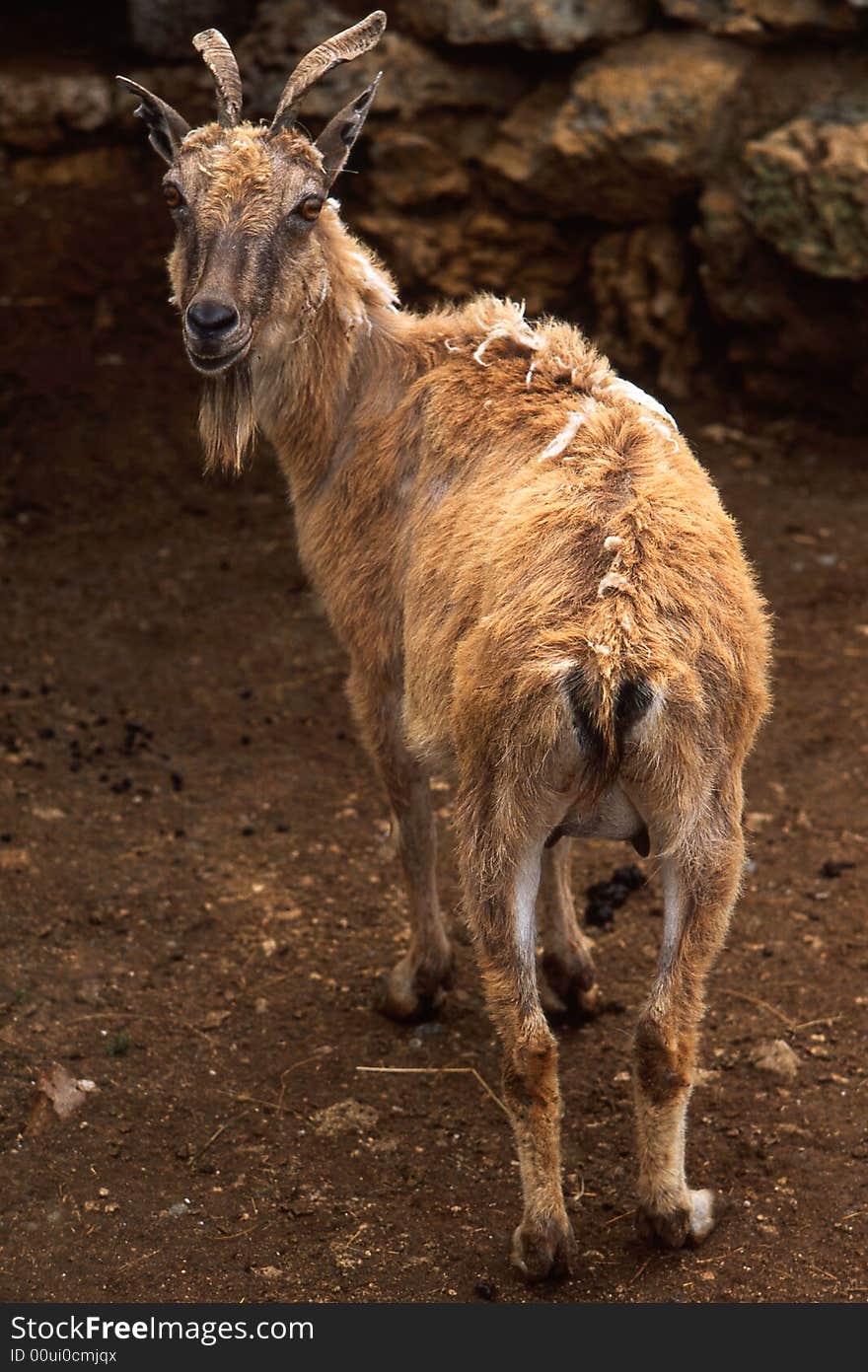 Goat on a brown background