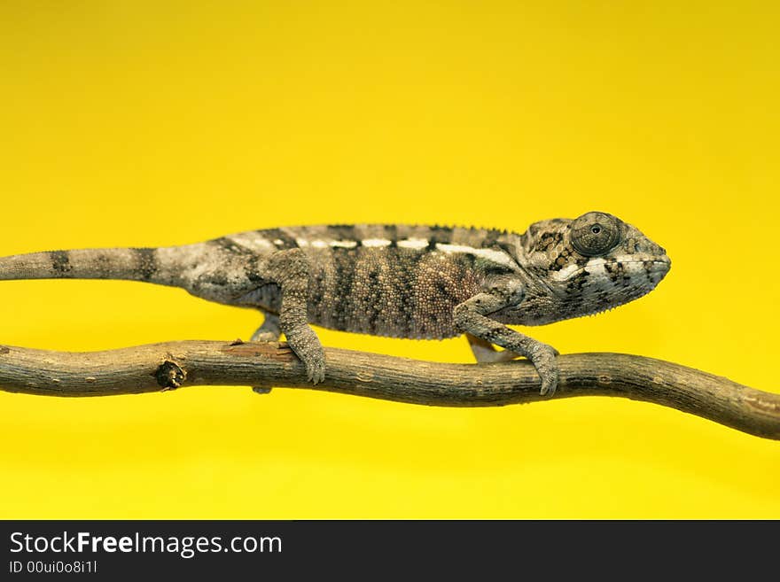 Male young panther chameleon fucifer pardalis on a branch