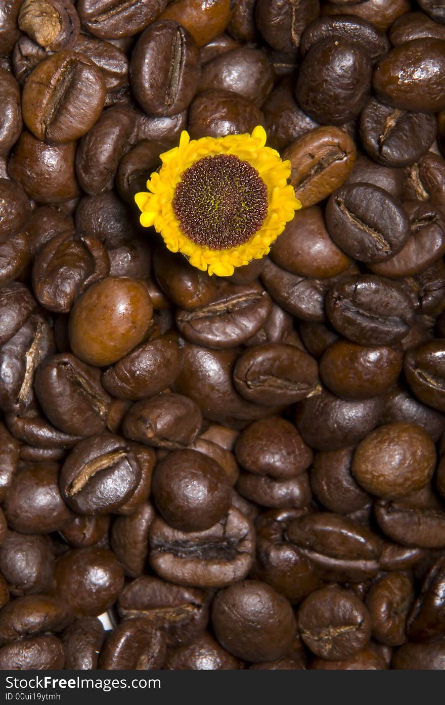 Texture with coffee beans and sunflower. Texture with coffee beans and sunflower