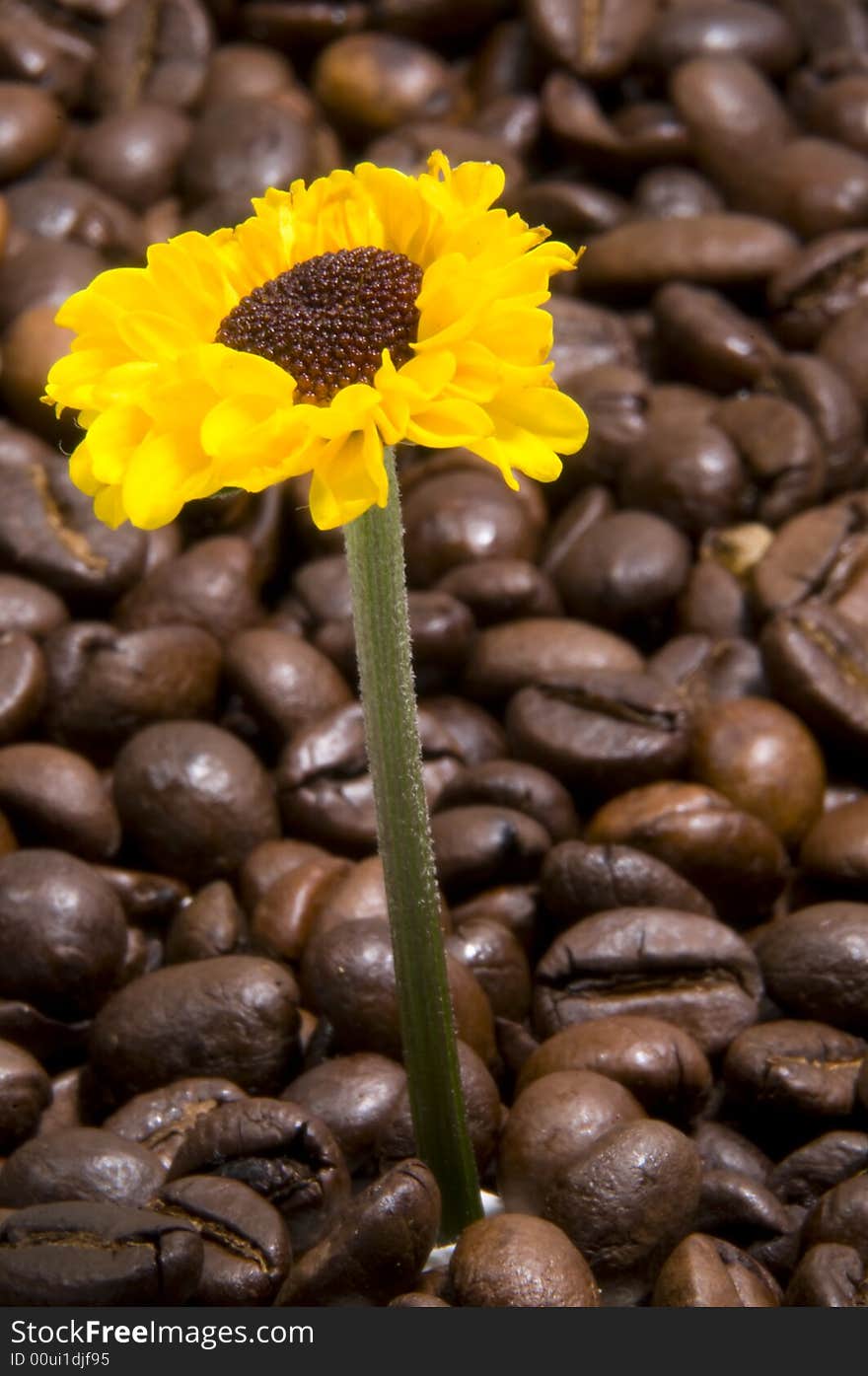 Sunflower energetized by coffee beans field. Sunflower energetized by coffee beans field