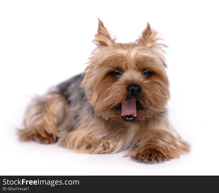 A photo of small yawning yorkshire isolated. A photo of small yawning yorkshire isolated