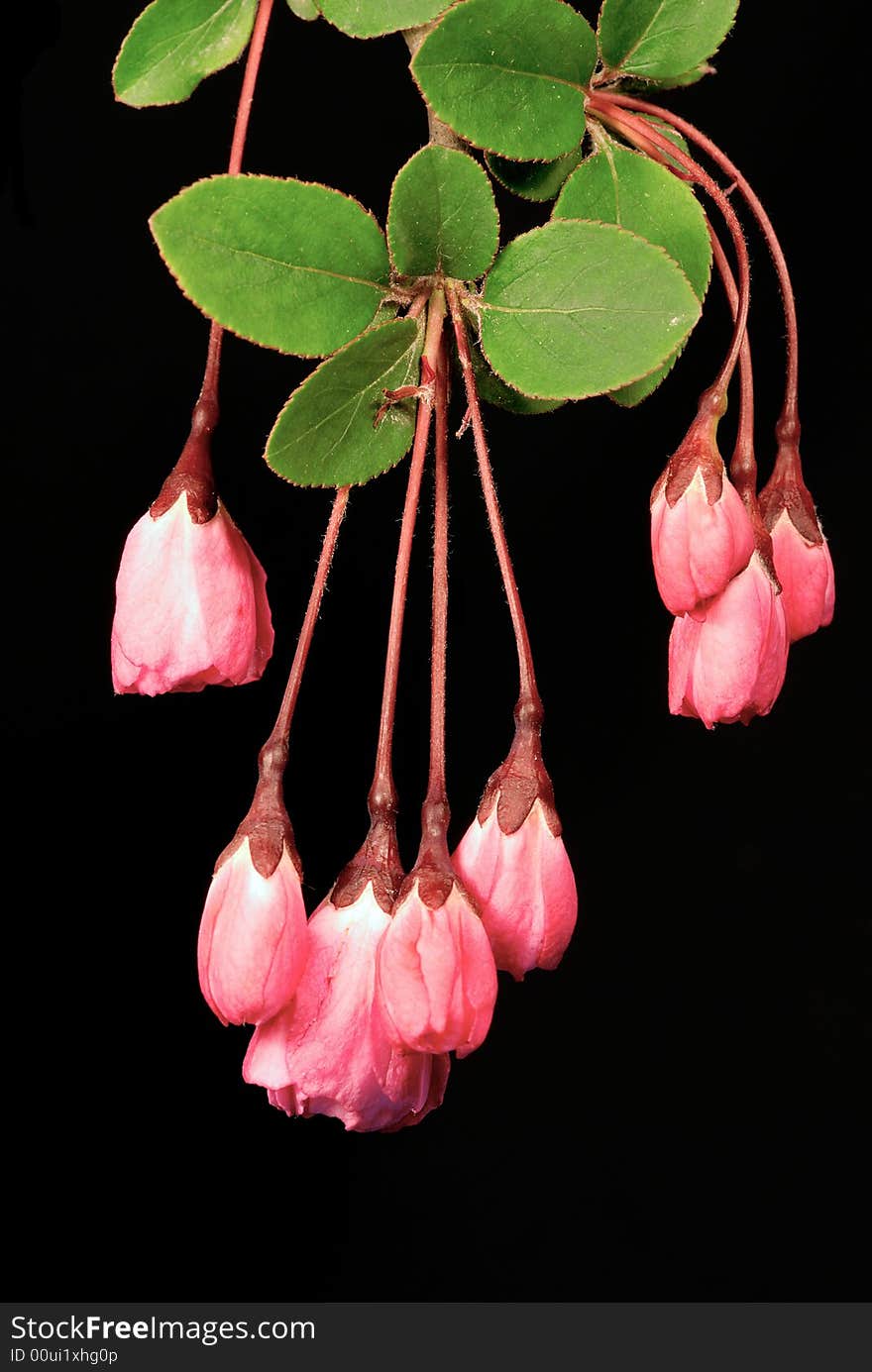 Pink flower