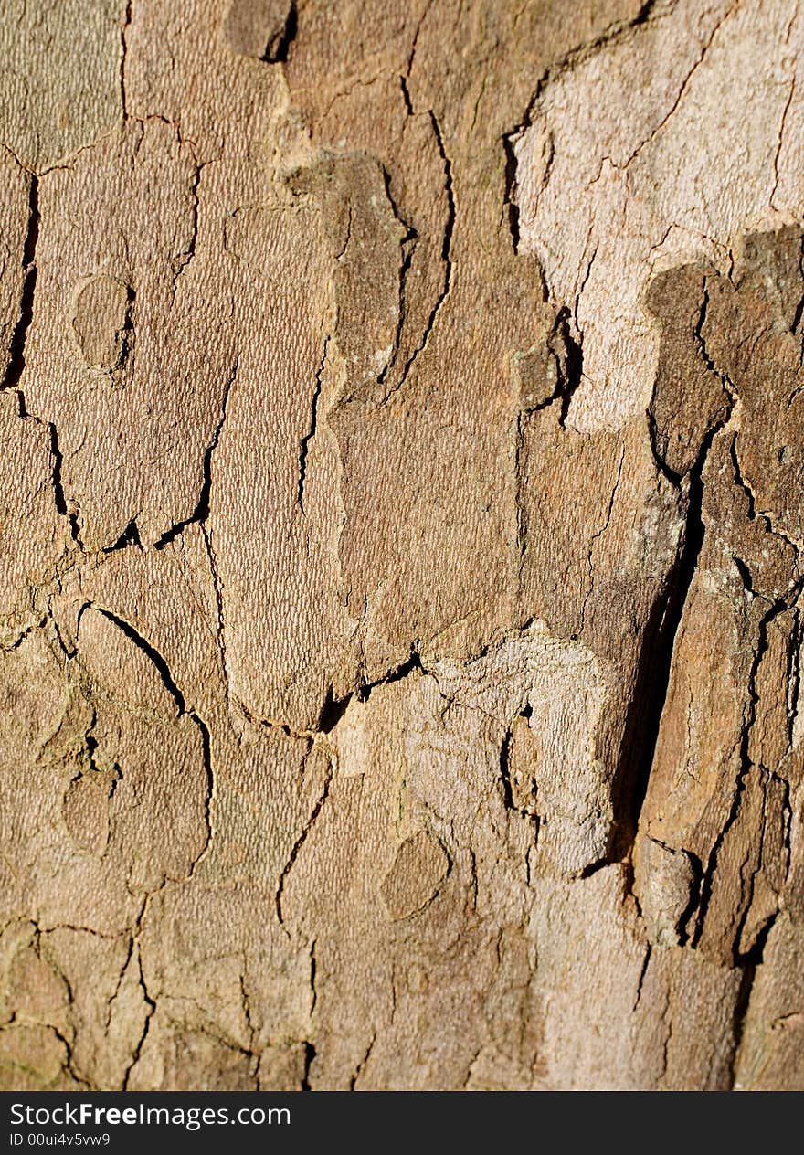 Tree bark, outdoor, closeup, natural pattern