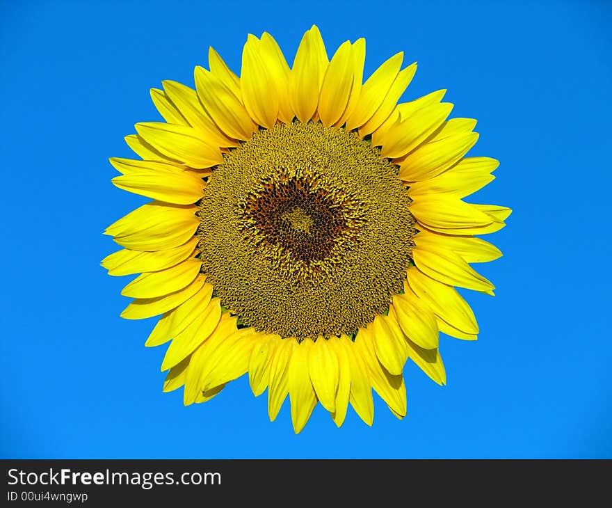 Yellow sunflower on the blue background