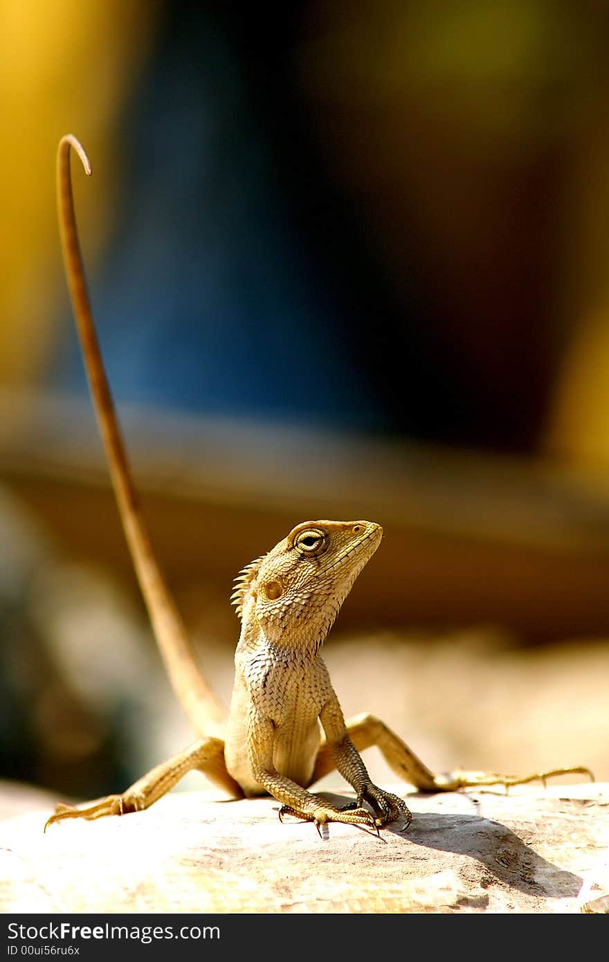 Lizard in the sun, Nepal