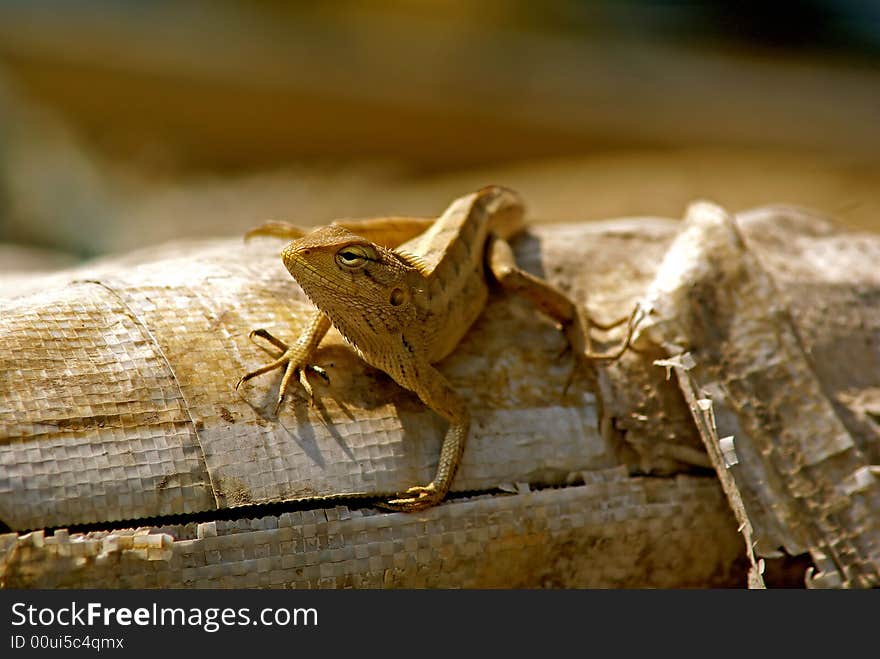 Lizard in the sun, Nepal