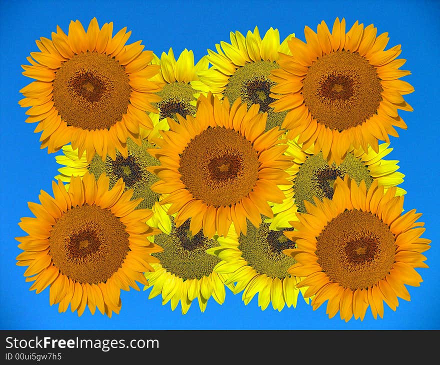 Yellow and orange sunflowers on the blue background