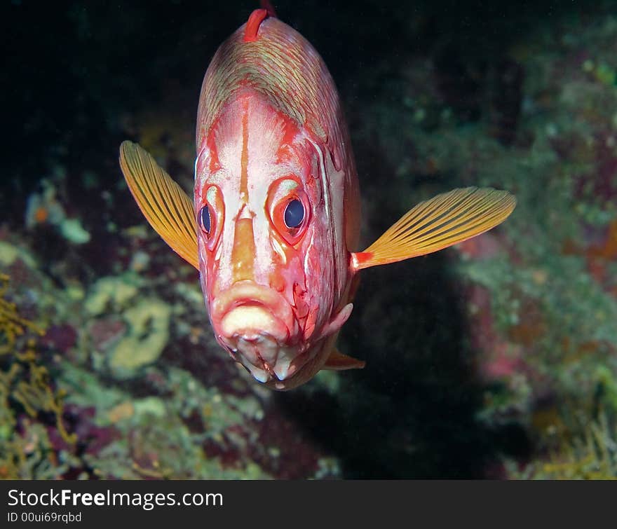 Big eyes of Soldierfish, Red sea